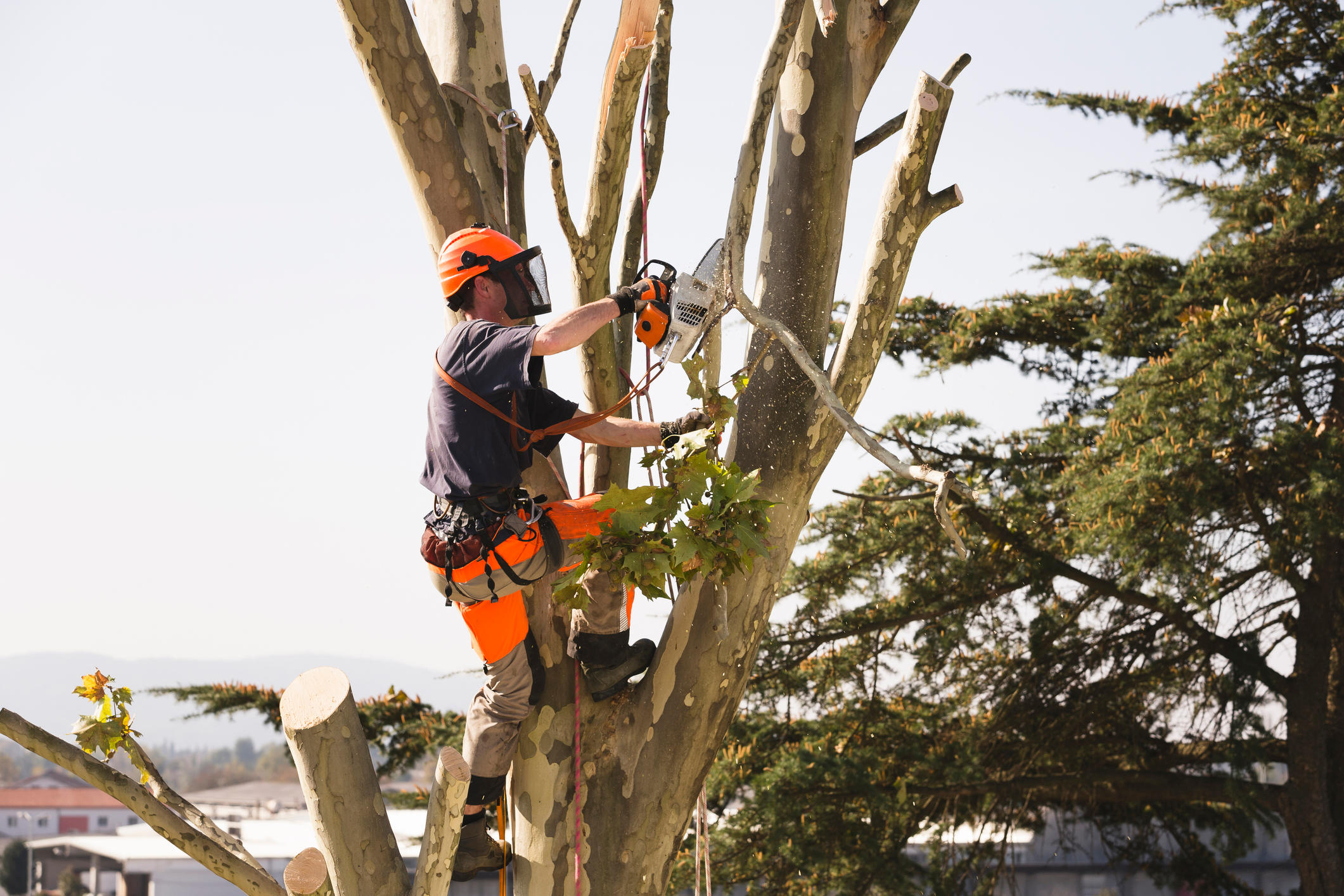 Staten island tree removal laws, Goldenrod FL